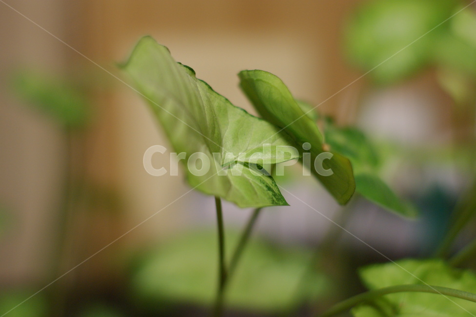 수중식물,식물,잎,이파리,초록의,식물,자연,plants,nature