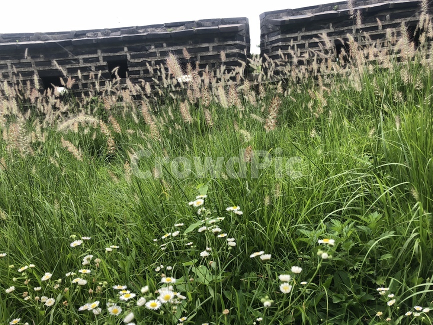 식물,들풀,들꽃,산성,가을,autumn,fall,서늘함,식물,자연,plants,nature,건축물,건물외관,exterior,building,structure,architecture,construction