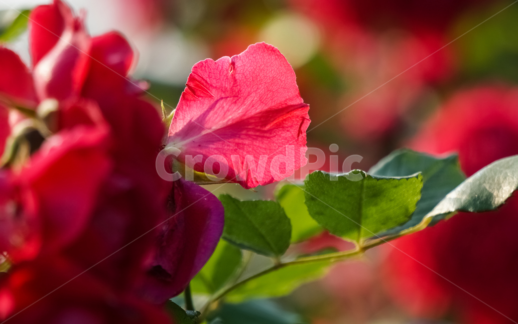 꽃,장미,장미꽃,빨강,빨간색,식물,자연,감성