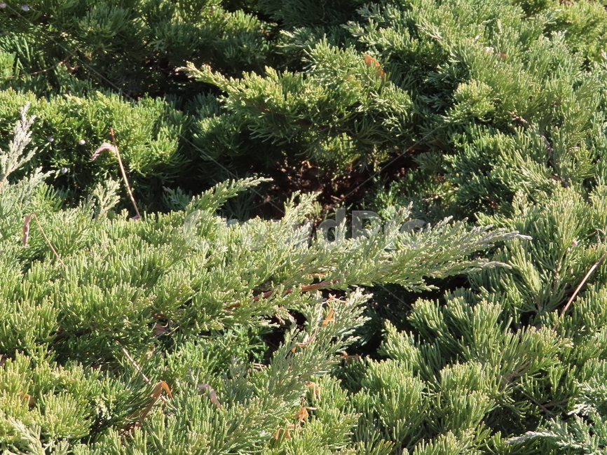 패턴,풀잎,봄,햇살,사계절,식물,잎파리,잎새,덤불,초록색,내츄럴,pattern,grass,spring,sunny,seasons,flora,leafy,leaf,bush,green,natural,식물,자연,plants,nature
