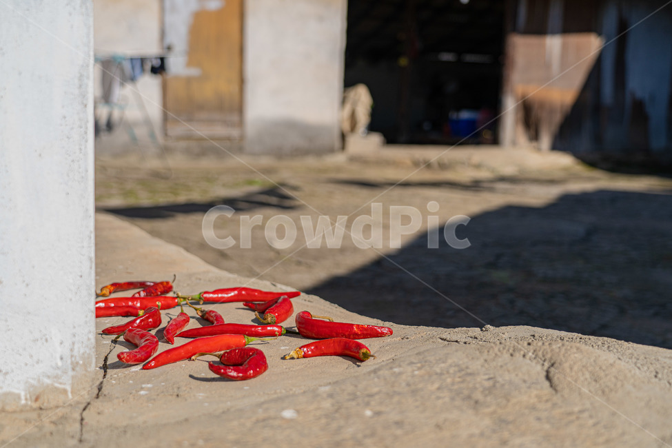 시골,고추,시골풍경,시골집,redpepper,country,시골,마을,풍경,landscape,country,rural,town
