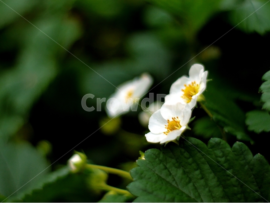 봄,자연,꽃,숲,여름,초록,분홍,봄,계절,spring,season,식물,자연,plants,nature,꽃,flower,plant
