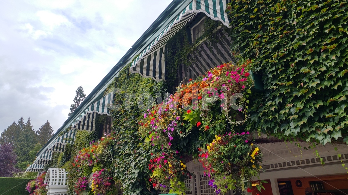 정원,garden,창가,꽃,flower