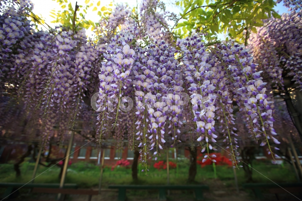등나무,광주,보라색,꽃,자연,봄,계절,spring,season,식물,자연,plants,nature,꽃,flower,plant,blossom