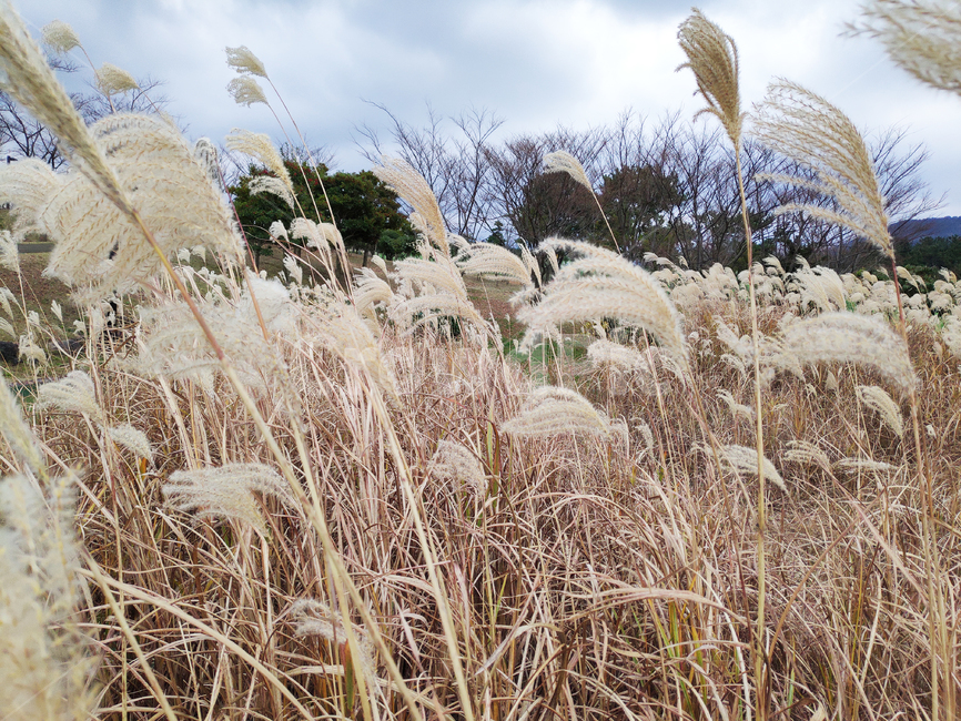 갈대,바람,자연,하늘,reed,wind,nature,sky,식물,plant,가을,계절,fall,autumn,season,식물,자연,plants,nature