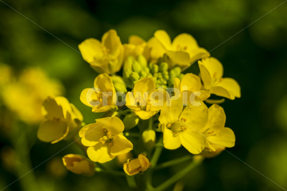 rapeflower,봄,유채,만개,개화,노란꽃,봄,계절,spring,season,식물,자연,plants,nature,꽃,flower,plant,geranium,제라늄,blossom