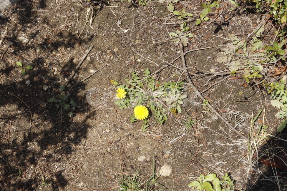 민들레,봄,dandelion,노랑색,그림자,흙,shadow,감성,감성사진,분위기,feeling,coloroffeeling,color,flower