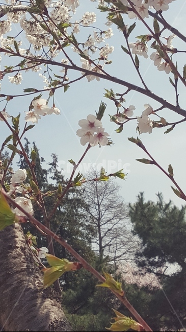 봄,벚꽃,꽃,spring,cherryblossem,flower,봄,계절,spring,season,plant,식물,blossom