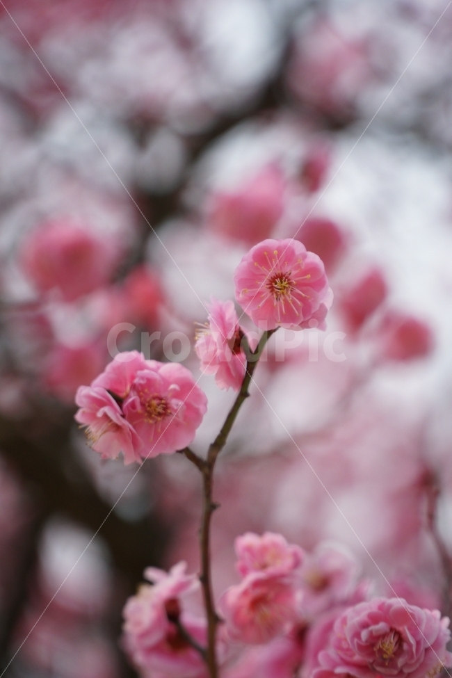 꽃,나무,홍매화,자연,정물,봄,계절,spring,season,식물,자연,plants,nature,꽃,flower,감성,sensible,feeling,plant,blossom