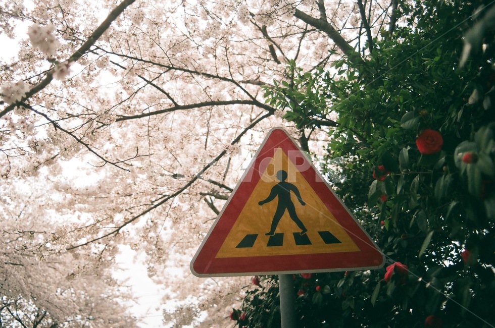동백,벚꽃,꽃,표지판,횡단보도,교통,봄,계절,spring,season,sign,기호,road sign,도로 표지판