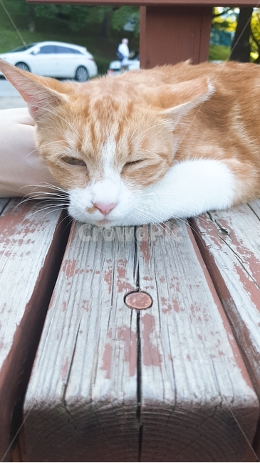 wood,나무,고양이,cat,pet,animal,졸린고양이,낮잠,sleeping,고양이,cat,kitten,kitty