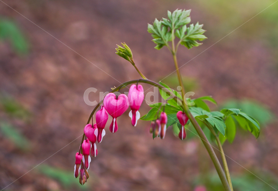 봄,뽐꽃,꽃,계절,식물,감성,자연,야생화,들꽃,식물,자연,plants,nature,꽃,flower