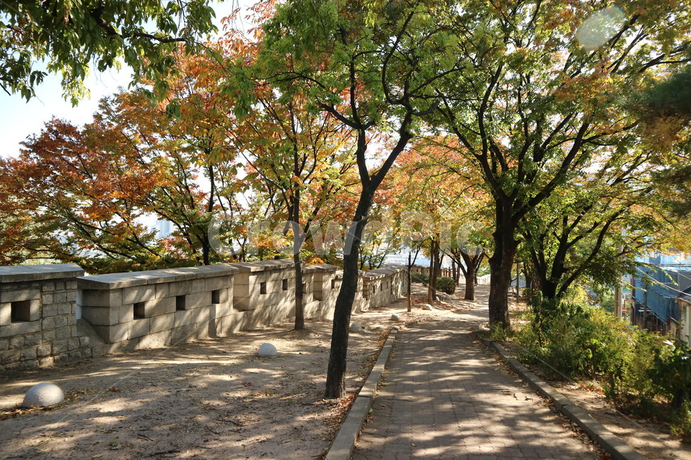 서울,동대문,성곽,성곽공원,가을,풍경,배경,식물,자연,plants,nature,나무,trees,wood