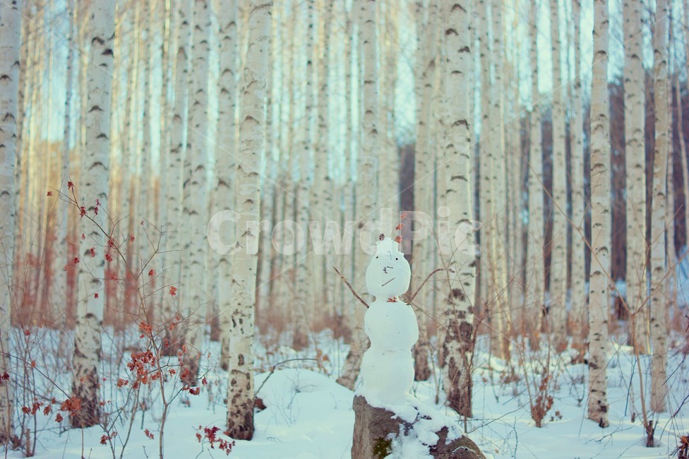 눈,자작나무숲,겨울,설산,눈사람,숲속,하얀나무,겨울,계절,winter,season