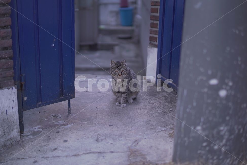 회색고양이,길고양이,고양이,길냥이,아기고양이,치즈고양이,streetcat,straycat,wildcat,aborable,lovely,cute,kitty,kitten,동물,animal,cat,포유류,mammal,동네고양이,동물,animal,포유류,mammal,고양이,cat,kitten,kitty