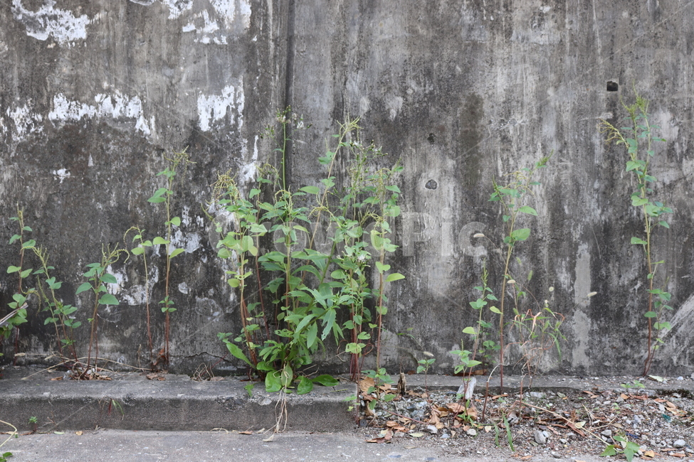 plant,식물,잡초,도심속잡초,풀,담벼락
