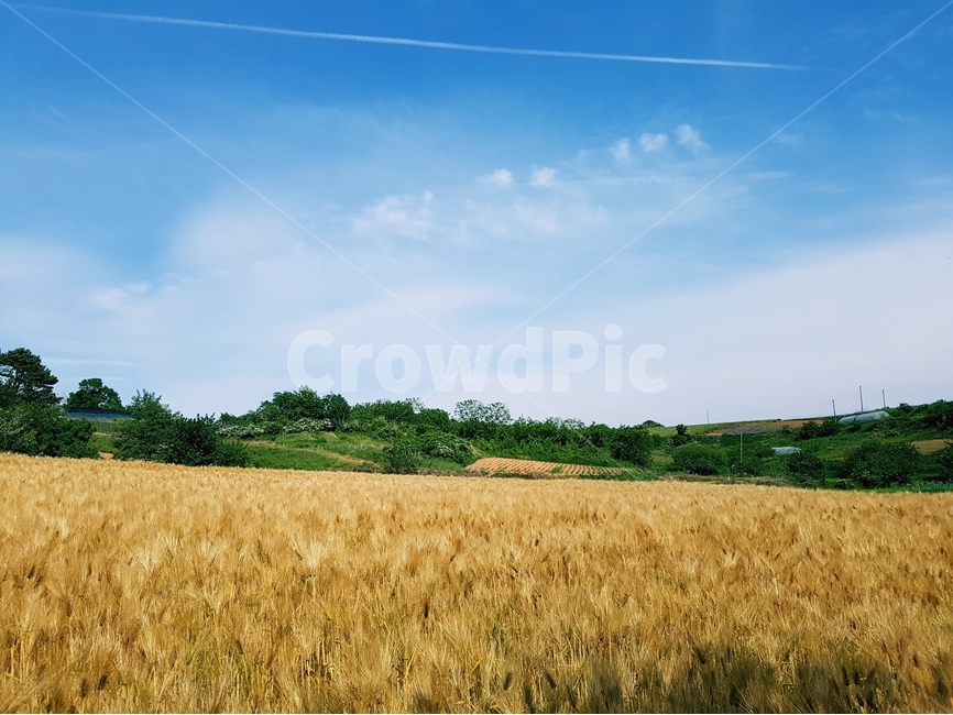 보리,보리밭,노랑,늦봄,파랑하늘,풍경,자연,풍경,nature,landscape,식물,plants,산업,industry,industrial,농업,농사,agriculture,farming,farming industry,plant,field,들