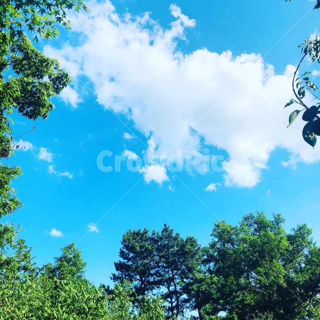 cldud,자연,나무,하늘,구름,자연,풍경,nature,landscape,outdoors,옥외