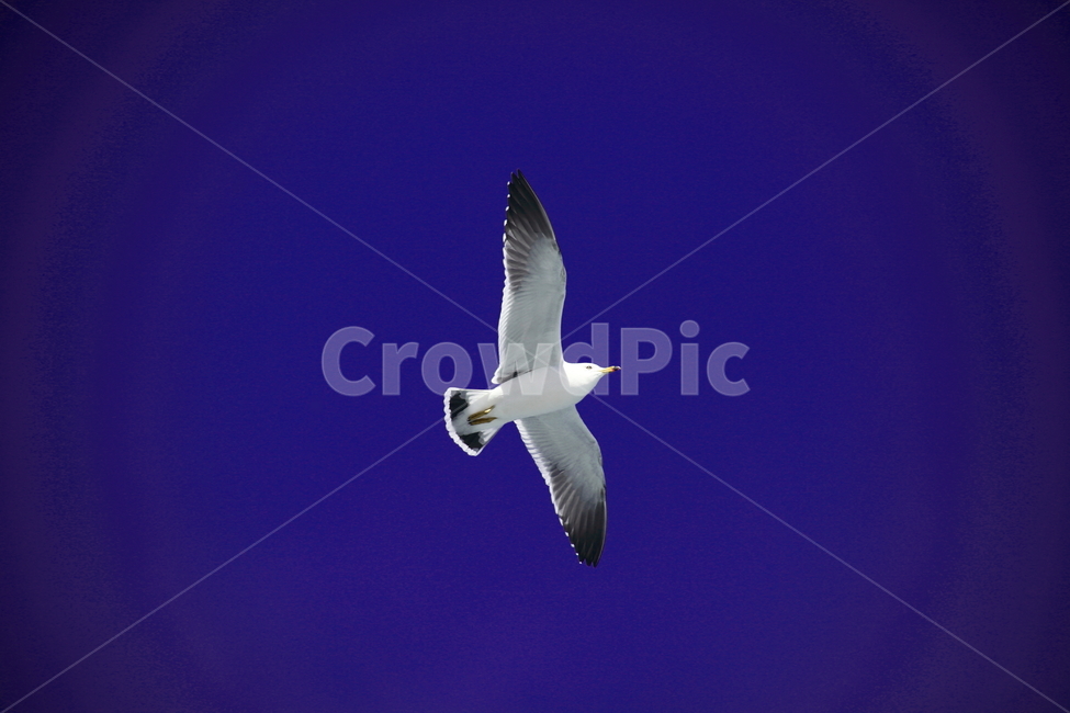 갈매기,바다새,대형조류,commongull,mewgull,laruscrassirostris,괭이갈매기,동물,animal,조류,새,birds