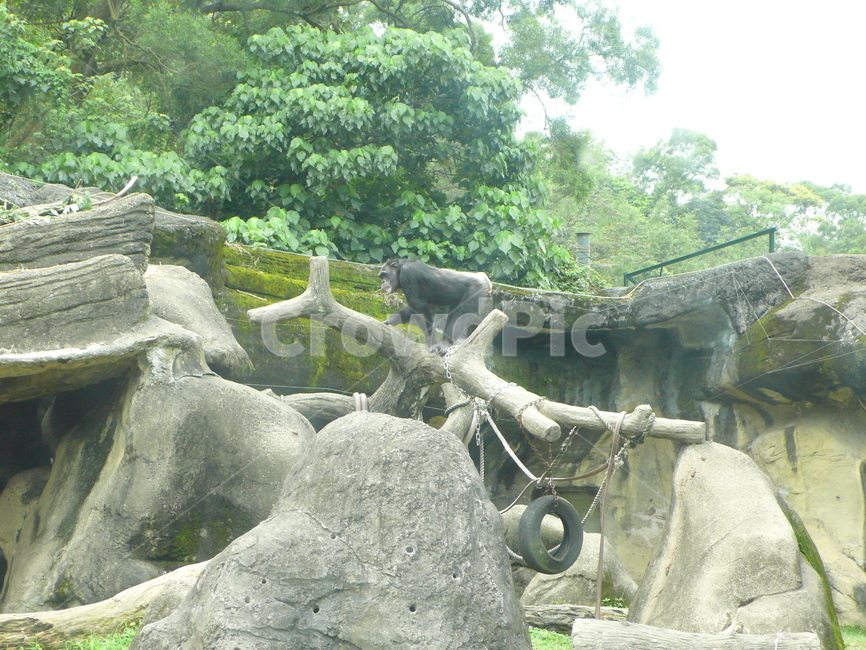 침팬지,동물,자연,chimpanzee,나무,zoo