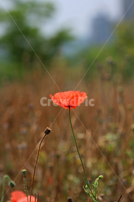 꽃,봄,식물,축제,예쁜,공원,식물,자연,plants,nature,꽃,flower