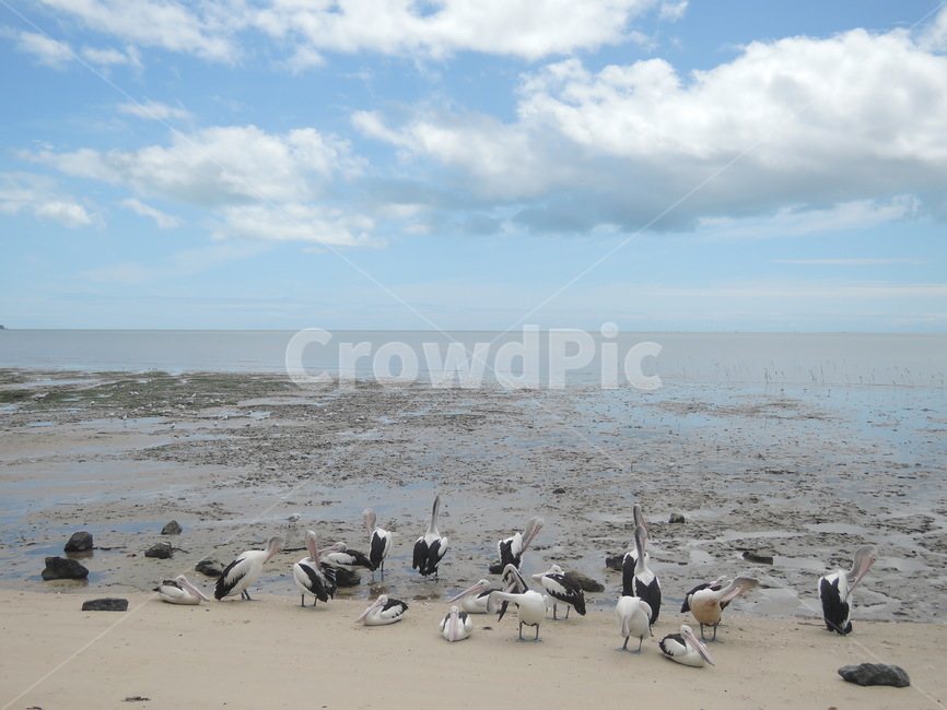 새,bird,동물,animal,항구,물,동물,animal,조류,새,birds