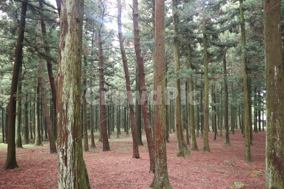 숲,나무,숲속,숲길,자연,휴양림,제주도,제주도숲,제주도숲길,제주도숲속,제주도휴양림,피톤치드,제주도자연