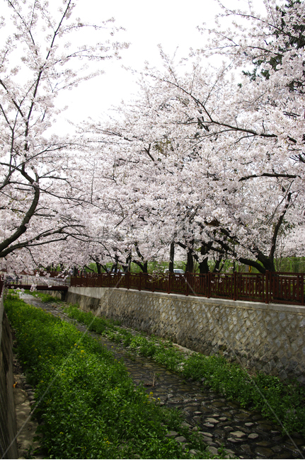 여좌천,봄,나무,벚꽃,풍경,꽃,식물,봄,계절,spring,season,plant,flower,blossom