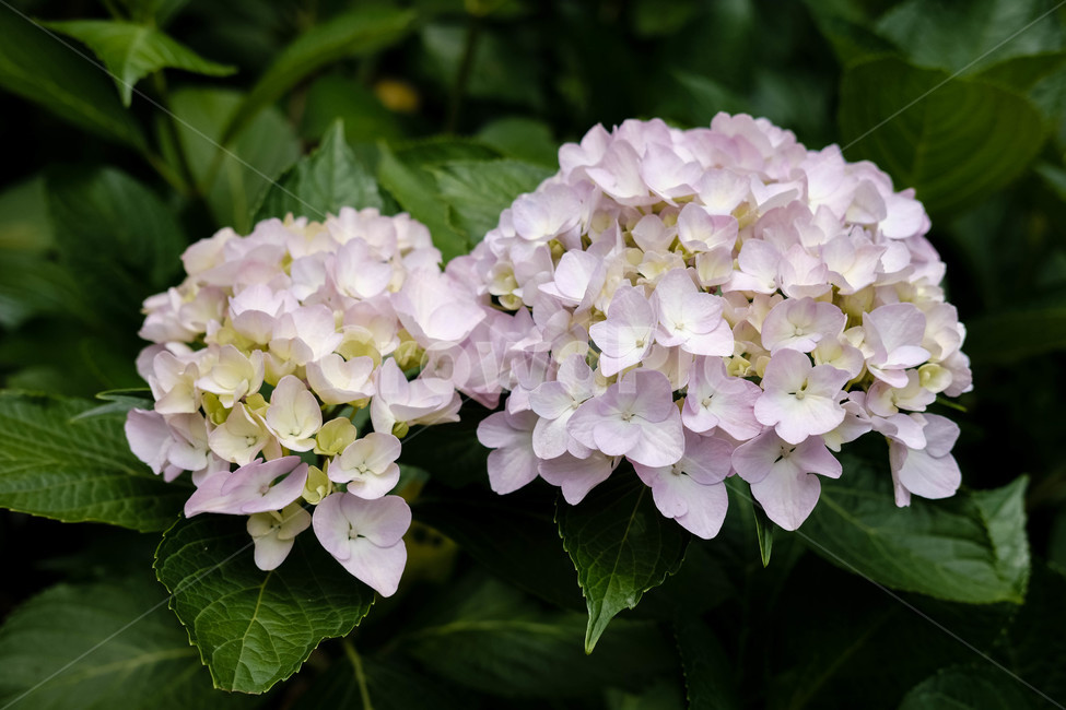 수국,분홍,꽃,여름,자연,hydrangea,flower,pink,summer,nature