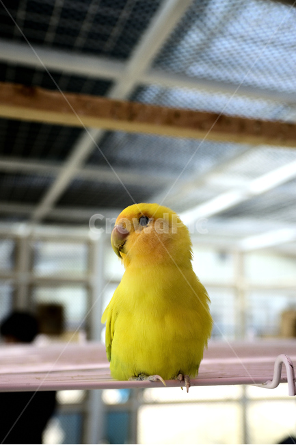 새,앵무새,조류,동물,잉꼬,색,노랑,색깔,화려함,귀여움,동물,animal,조류,새,birds