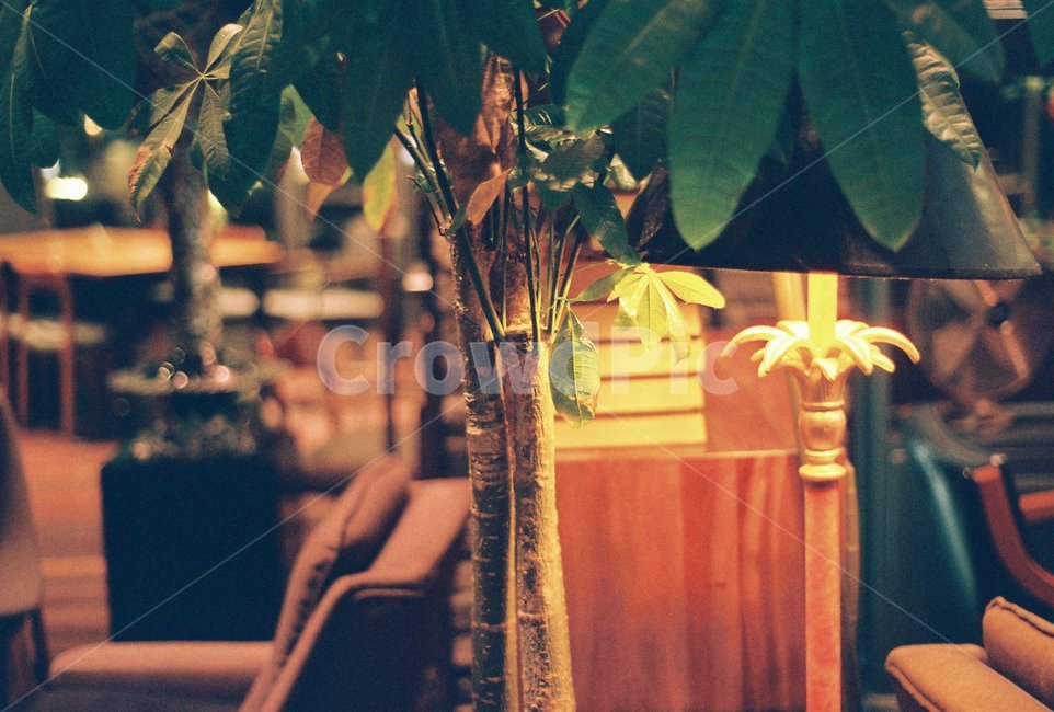 인테리어,나무,쇼파,감성,배경,식물,자연,plants,nature,나무,trees,wood,실내용화초,화분,화초,house plant,감성,sensible,feeling,인테리어,실내디자인,interior design