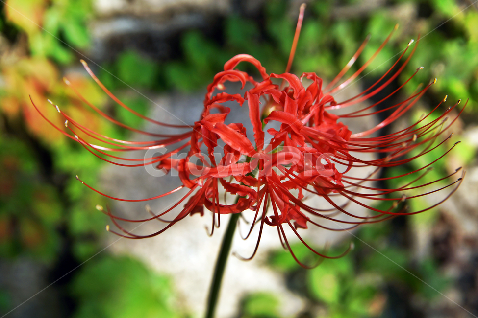 꽃무릇,상사화류,석산,독무릇,산오독,산두초,redspiderlily,가을,빨간꽃,식물,화단용,꽃꽂이용,식물,자연,plants,nature,꽃,flower