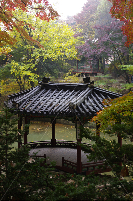 창덕궁,창덕궁후원,승재정,관람정,고궁,건축,전통건축,traditional,전통,기와지붕,가을,fall,나무,식물,plant,단풍,잎,낙엽,한국전통,한국문화,korean traditional,korean culture,건축물,건물외관,exterior,building,structure,architecture,construction