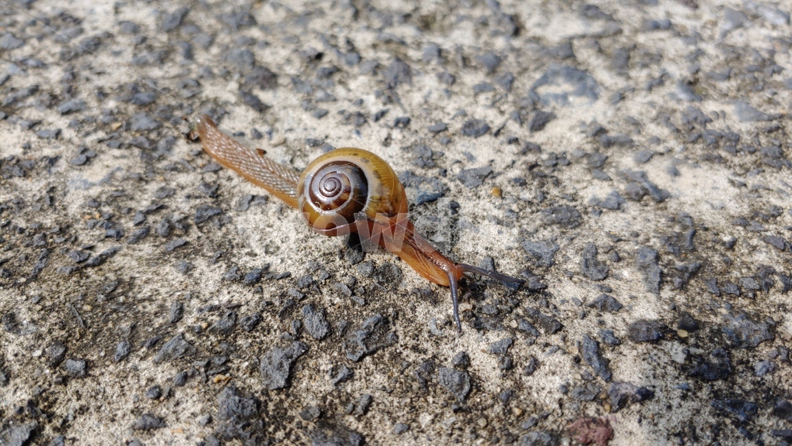 달팽이,улитка,snail,caracol,蝸牛