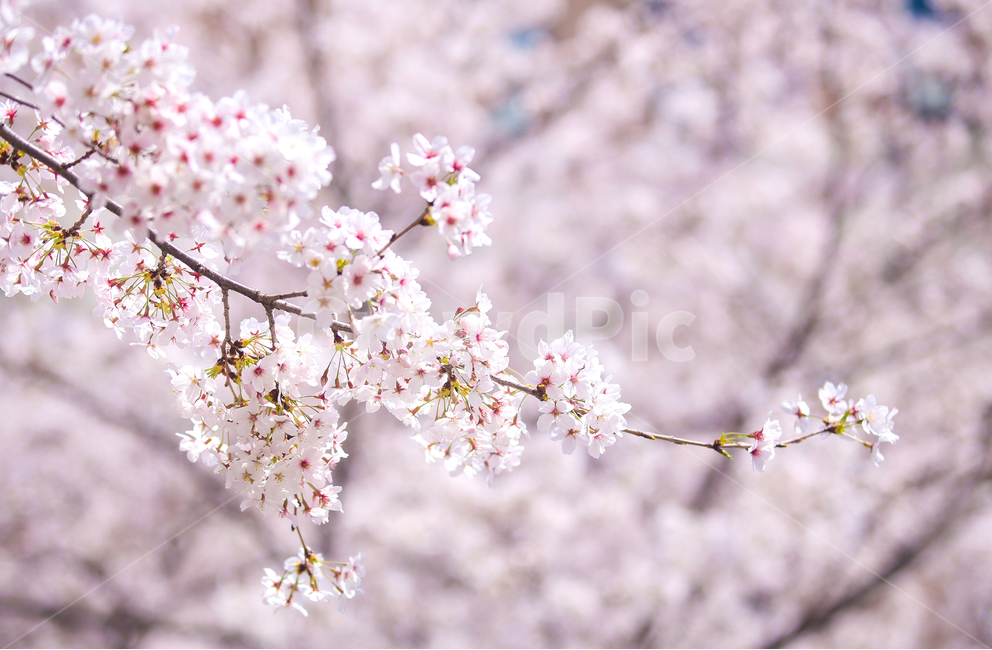 벚꽃,봄,srpingcherryblossom,꽃,계절,springseason,식물,자연,plantsnatureflower,봄,계절,spring,season,식물,자연,plants,nature,꽃,flower,감성,sensible,feeling,plant,blossom
