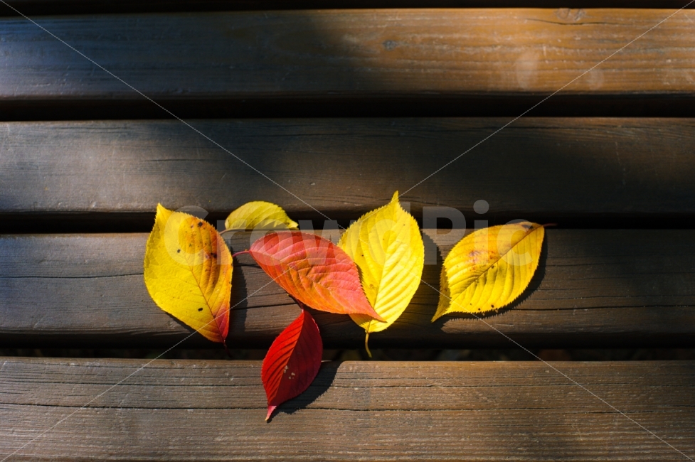 낙엽,가을,벤치,올림픽공원,나뭇잎,칼라,감성사진,가을,계절,fall,autumn,season,식물,자연,plants,nature,plant,leaf,잎