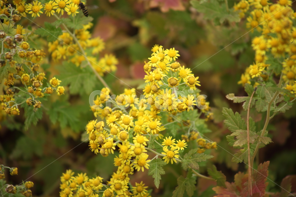 산국,국화,식물,가을꽃,chrysanthemum,식물,자연,plants,nature,꽃,flower