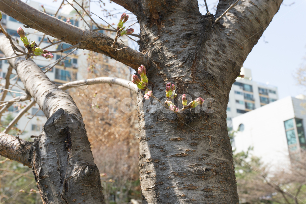 tree,flower,sky,나무,꽃,나무꽃,자연,봄,계절,spring,season,식물,자연,plants,nature,꽃,flower,나무,trees,wood,plant,tree trunk,나무 줄기