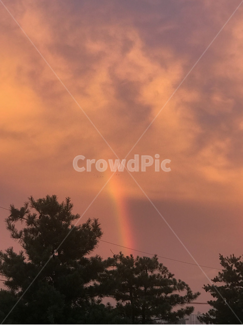 노을,해질녘,무지개,하늘,석양,sunset,rainbow,붉은,붉은하늘,소나무,풍경,저녁,선셋,주황색,감성,구름,신비로운