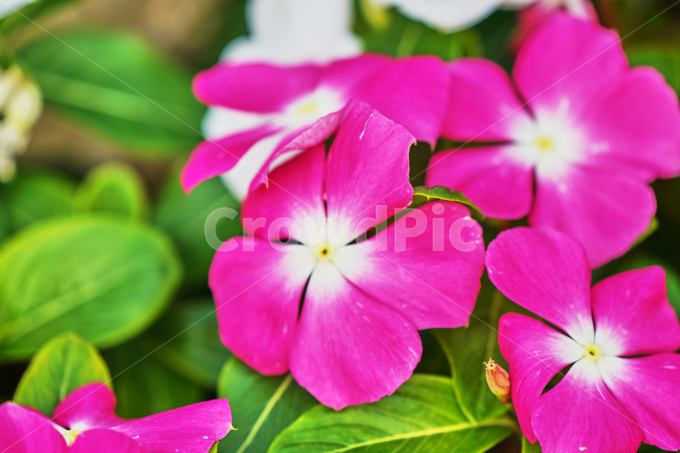 꽃,여름,식물,자연,나들이,식물,자연,plants,nature,꽃,flower