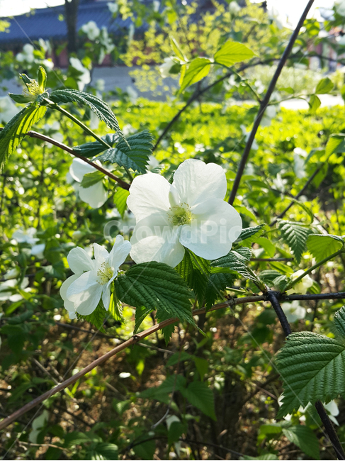 병아리꽃,꽃,봄,흰꽃,병아리꽃나무꽃,식물,자연,plants,nature,꽃,flower