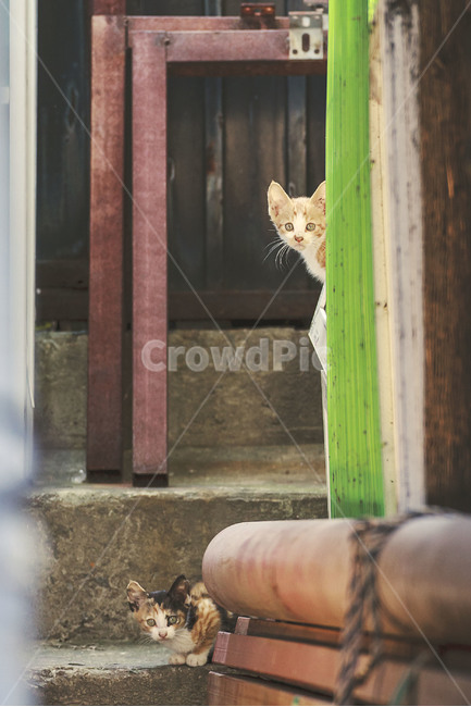 동물,animal,고양이,cat,길고양이,streetcat,길냥이,아기고양이,동물,animal,포유류,mammal,고양이,cat,kitten,kitty,빈티지사진,빈티지느낌,빈티지감성,vintage