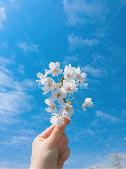 벚꽃,파란하늘,벚꽃축제,구름,봄