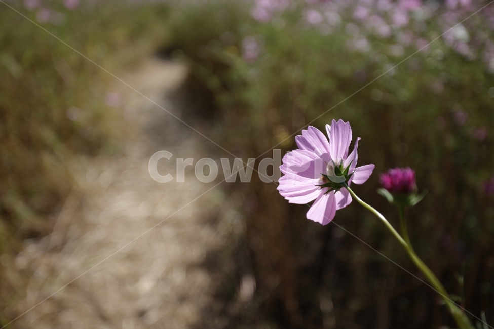 코스모스,꽃,풍경,식물,flower,가을,계절,fall,autumn,season,식물,자연,plants,nature,꽃,flower,plant