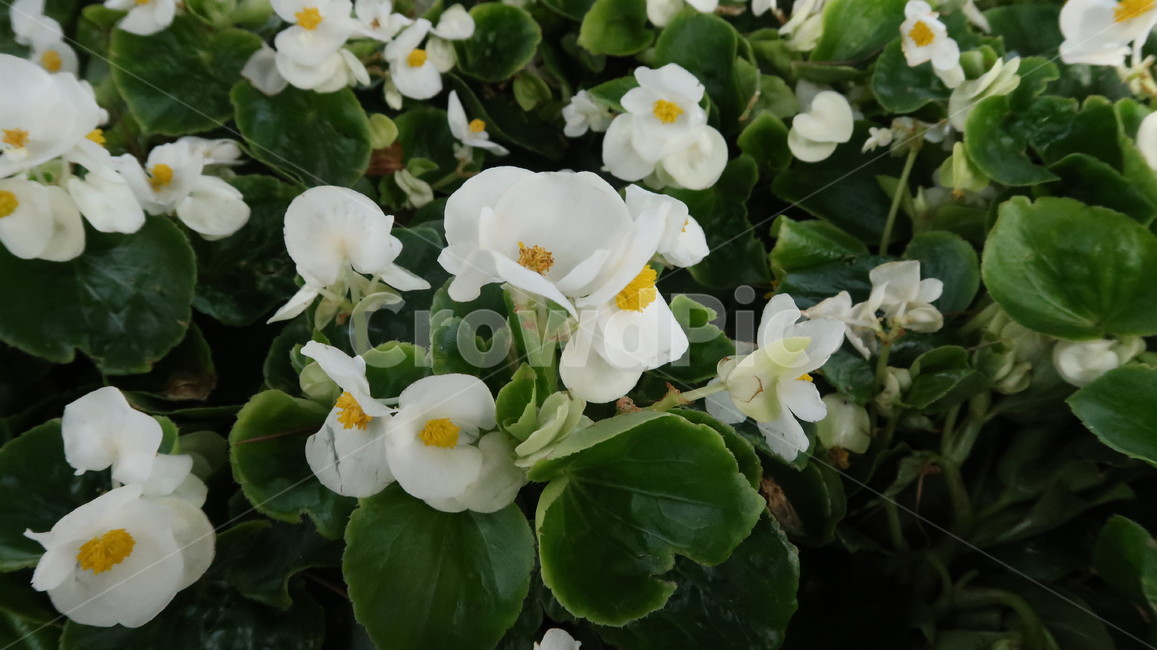 plant,식물,꽃,flower,화단
