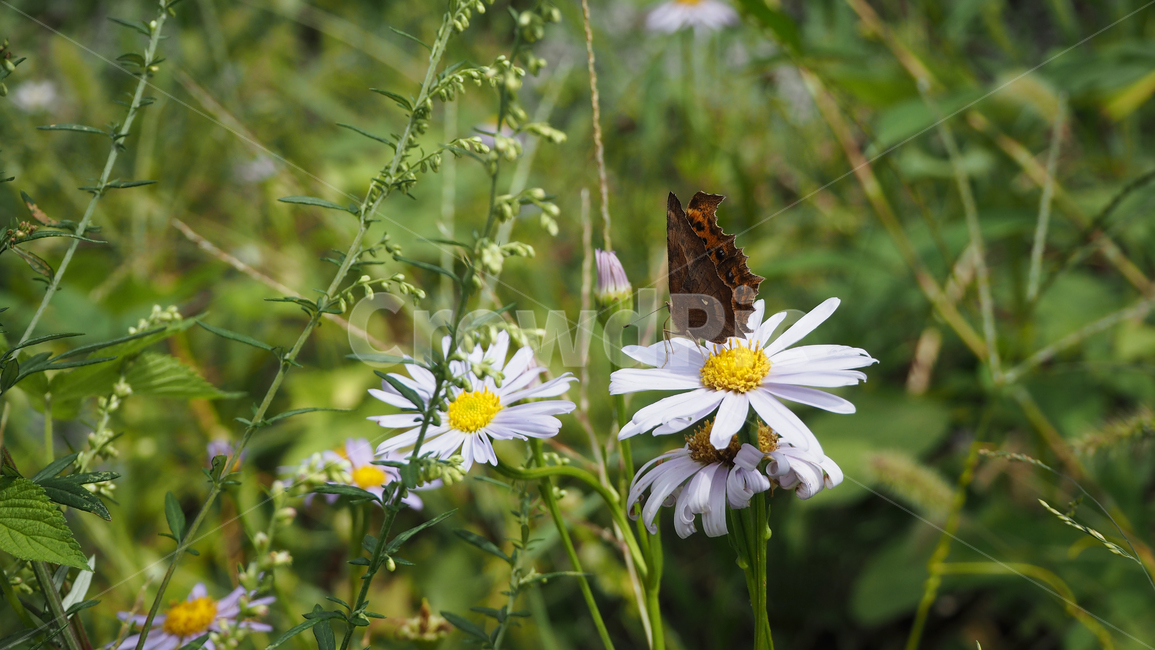 야생화,꽃,식물,자연,옥외,데이지,daisy,wildflower,flower,plant,outdoors,nature,blossom,식물,자연,plants,nature,꽃,flower