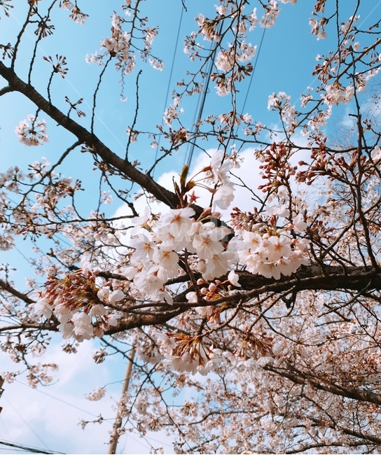 벚꽃,벚꽃나무,봄,꽃나무,꽃가지,봄,계절,spring,season,plant,식물,flower,꽃,blossom