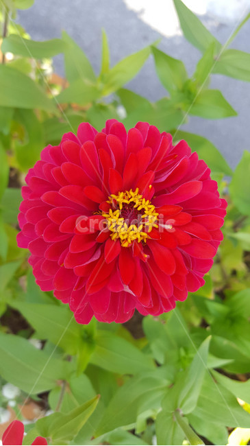 봄,식물,꽃,근접,flower