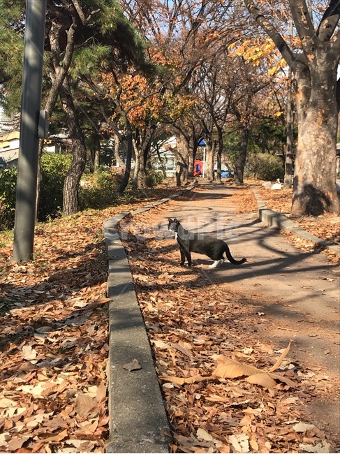 tree,나무,고양이,공원,낙엽