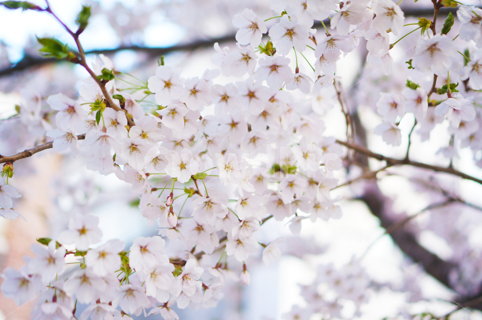 불광천,개천,봄,벚꽃,도심공원,봄,계절,spring,season,식물,자연,plants,nature,꽃,flower,plant,blossom,cherry blossom